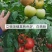 硬粉西红柿苗子抗病毒耐热耐裂大果亮粉番茄苗子大粉硬粉西红