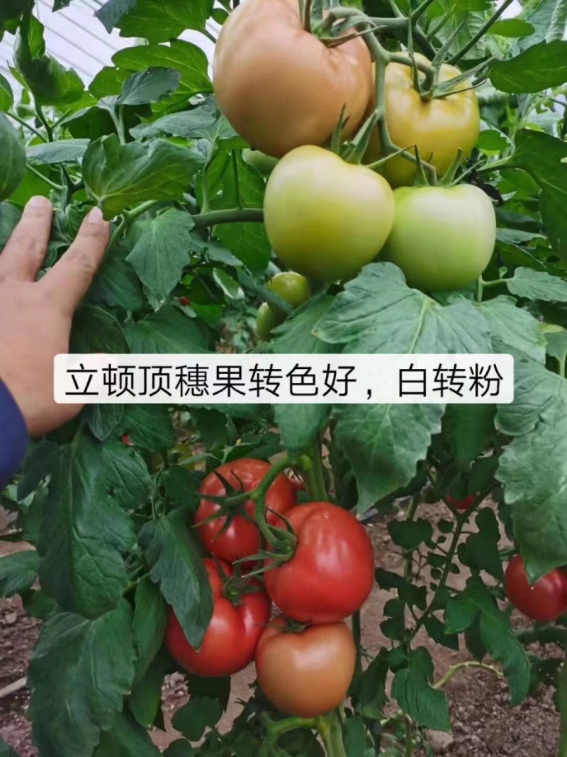 硬粉西红柿苗子抗病毒耐热耐裂大果亮粉番茄苗子大粉硬粉西红