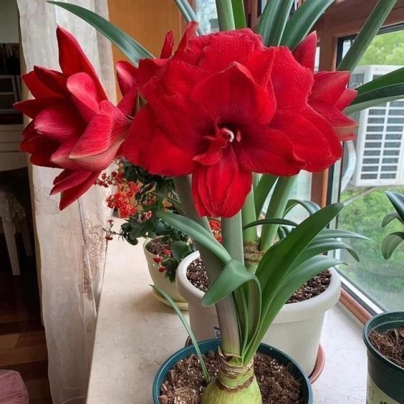 朱顶红种球浓香型多年生大种球室内阳台庭院种植盆栽植物花卉