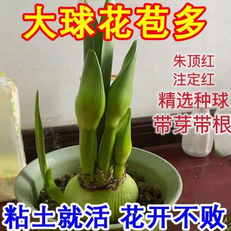 朱顶红种球浓香型多年生大种球室内阳台庭院种植盆栽植物花卉