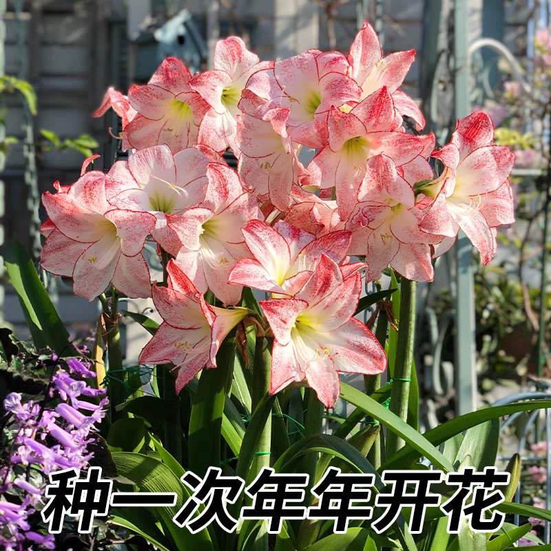 朱顶红种球浓香型多年生大种球室内阳台庭院种植盆栽植物花卉