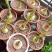 朱顶红种球浓香型多年生大种球室内阳台庭院种植盆栽植物花卉