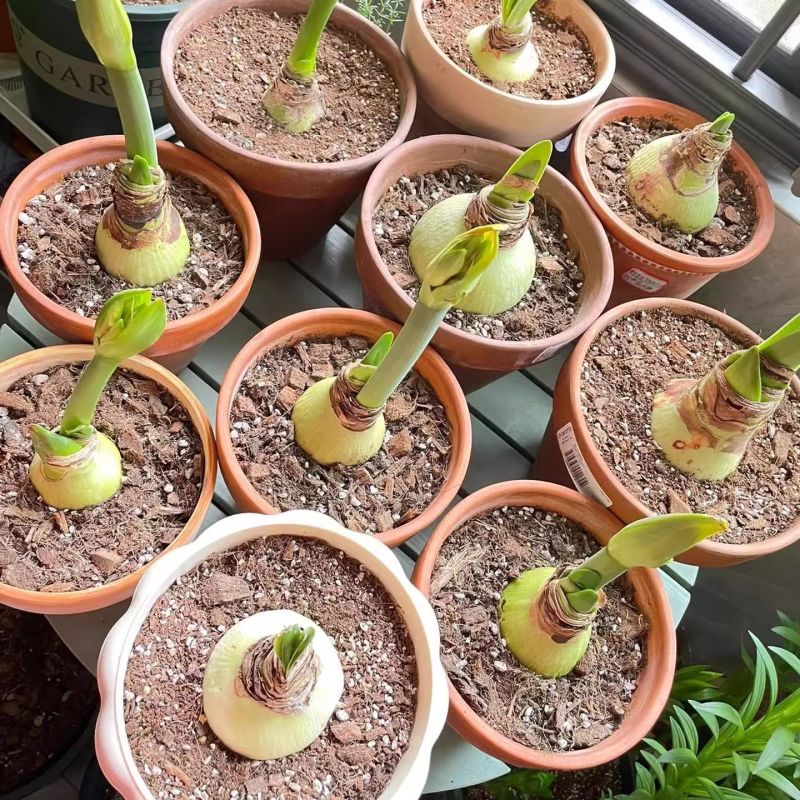朱顶红种球浓香型多年生大种球室内阳台庭院种植盆栽植物花卉