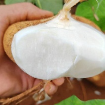 广东凉薯豆薯，现在产地大量上市中价格低，可对接电商、市场