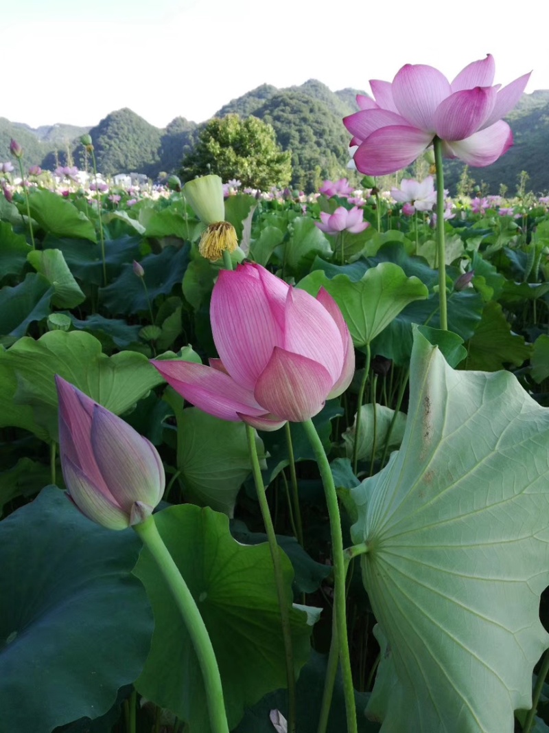 荷花苗