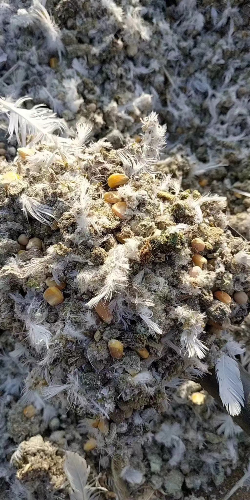 鸽子粪有余粮鸽子粪半鸽子粪农家肥有机肥一手货源