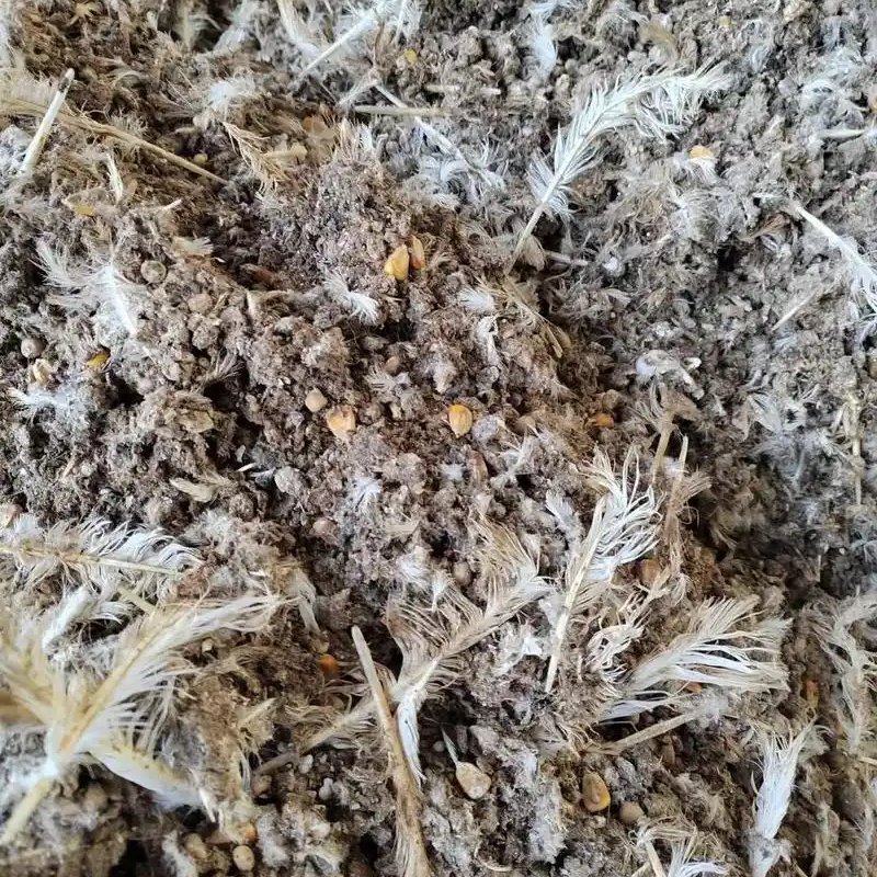 鸽子粪有余粮鸽子粪半鸽子粪农家肥有机肥一手货源
