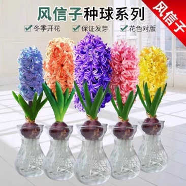 风信子十个颜色水培土培的可以种球饱满颜色鲜艳