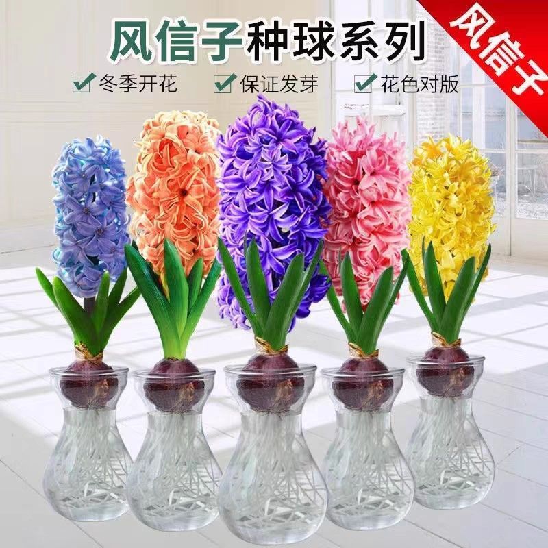 风信子十个颜色水培土培的可以种球饱满颜色鲜艳