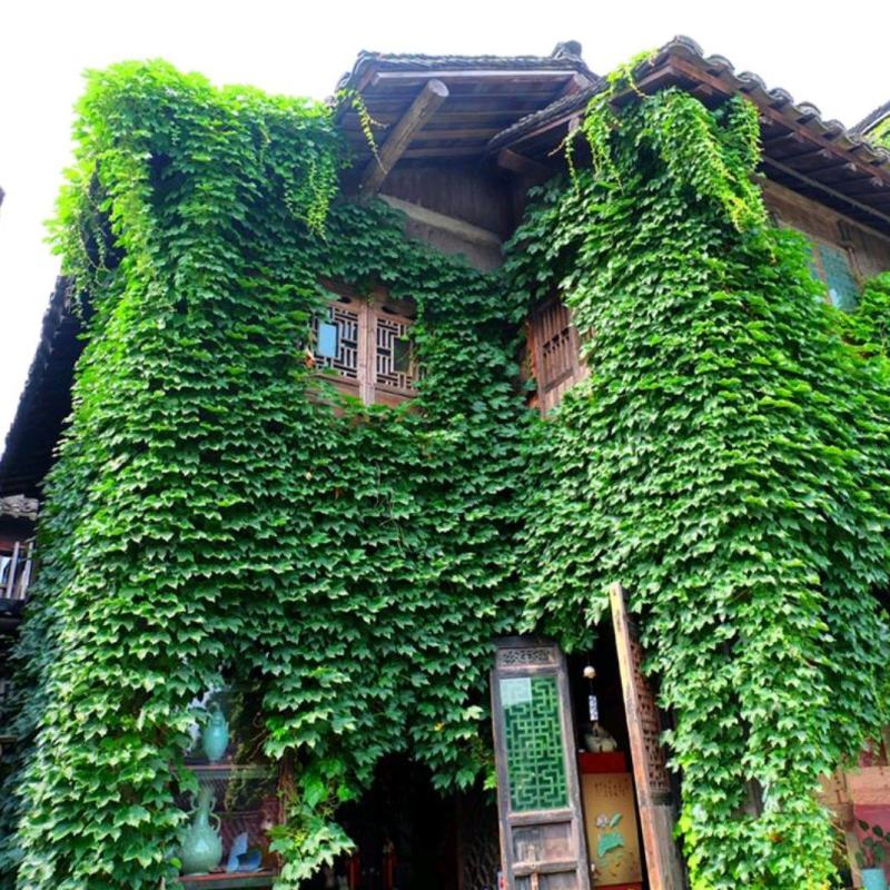 爬山虎苗地锦爬墙植三叶爬山虎五叶爬山虎遮阳庭院耐寒