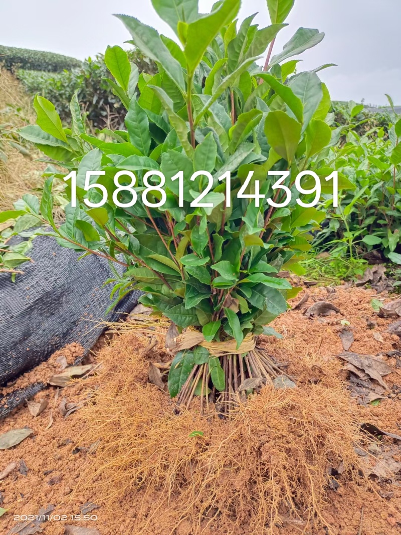 优质茶苗出售，福选九号，福鼎大白，名选131，蒙山九号等