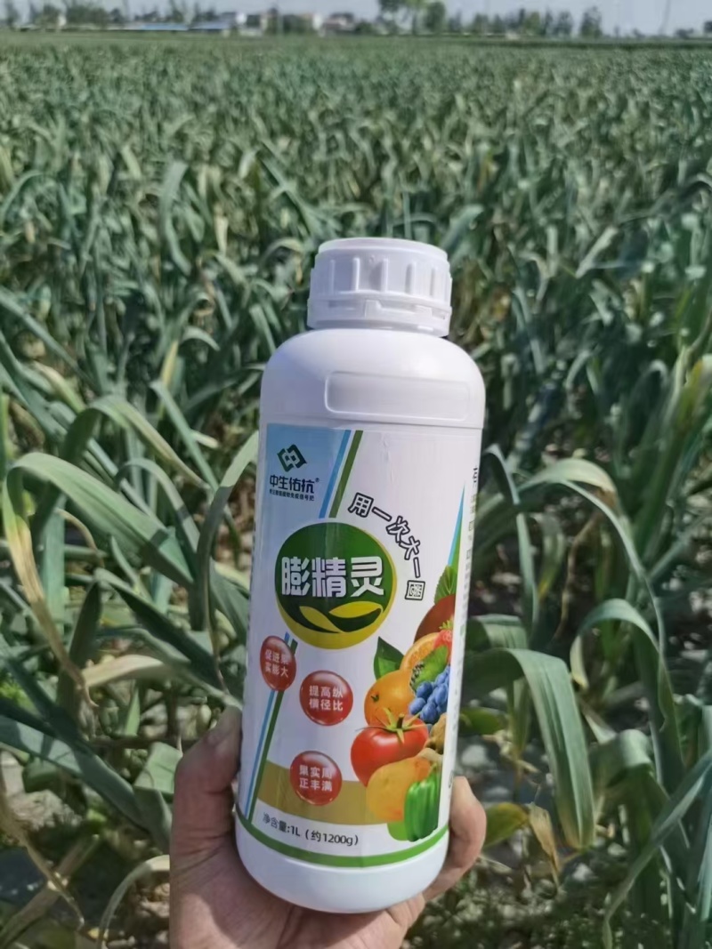 膨精灵促进果实膨大，地下膨大提高纵横径比果实周正