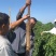 膨精灵促进果实膨大，地下膨大提高纵横径比果实周正