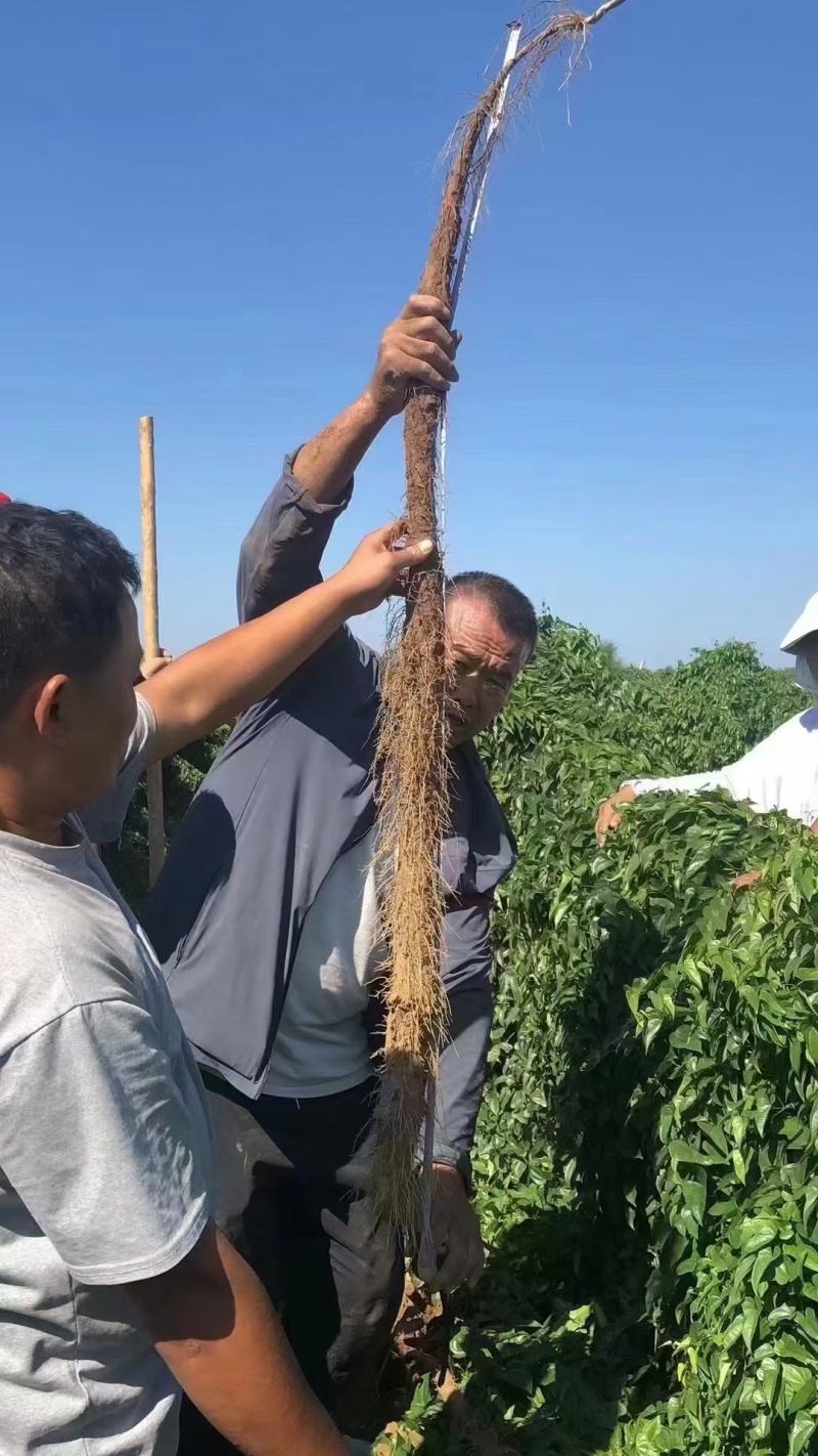 膨精灵促进果实膨大，地下膨大提高纵横径比果实周正