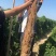 膨精灵促进果实膨大，地下膨大提高纵横径比果实周正