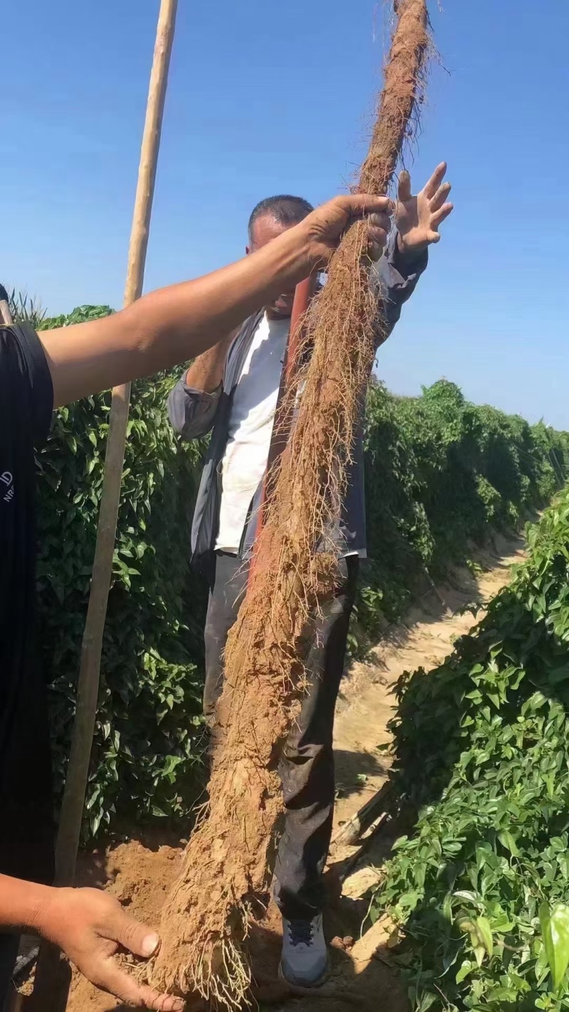 膨精灵促进果实膨大，地下膨大提高纵横径比果实周正