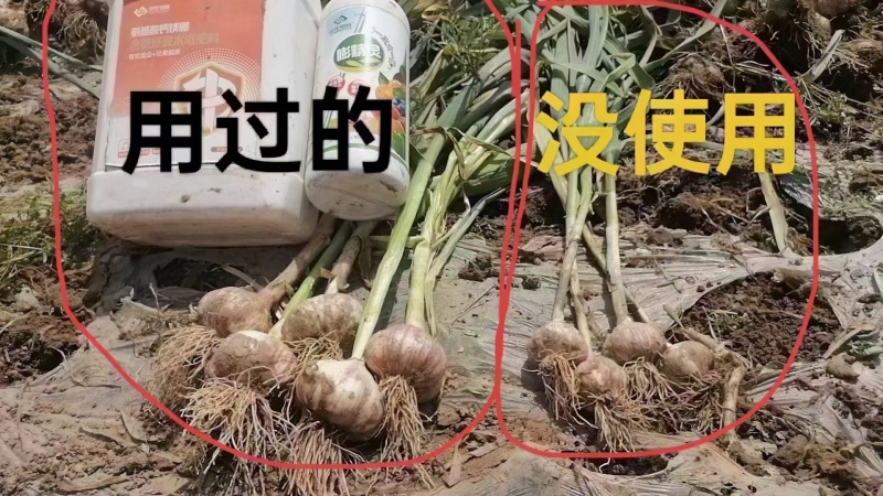 膨精灵促进果实膨大，地下膨大提高纵横径比果实周正