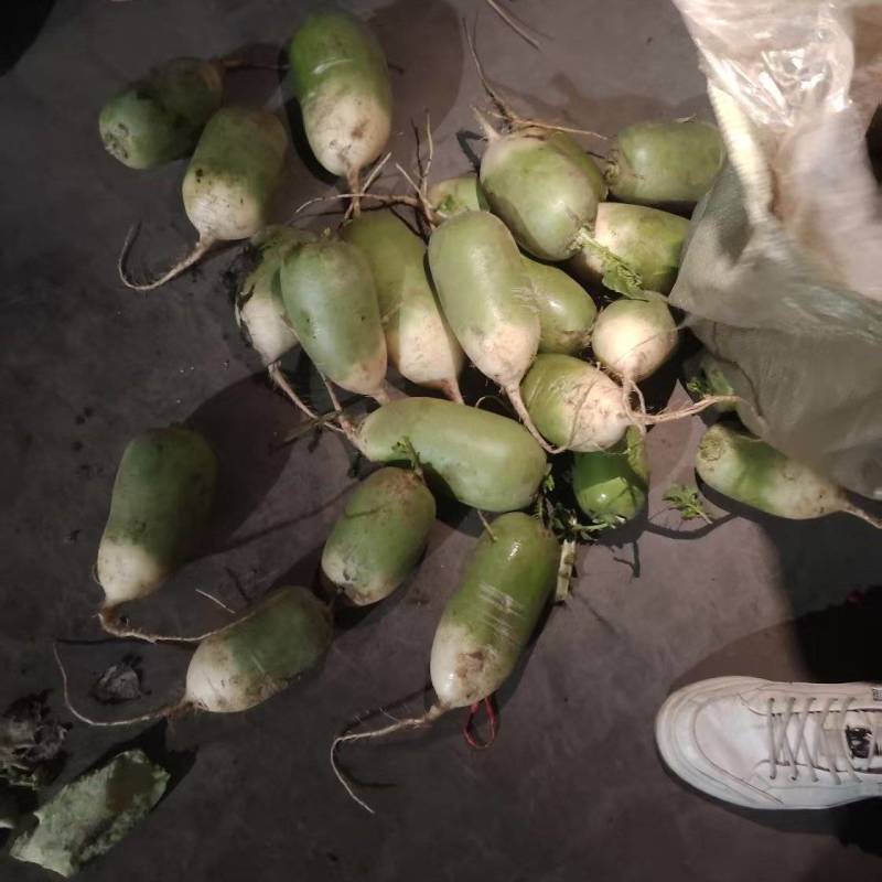 青萝卜青皮萝卜白萝卜养殖场加工厂大量有货