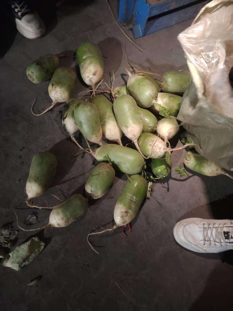 青萝卜青皮萝卜白萝卜养殖场加工厂大量有货