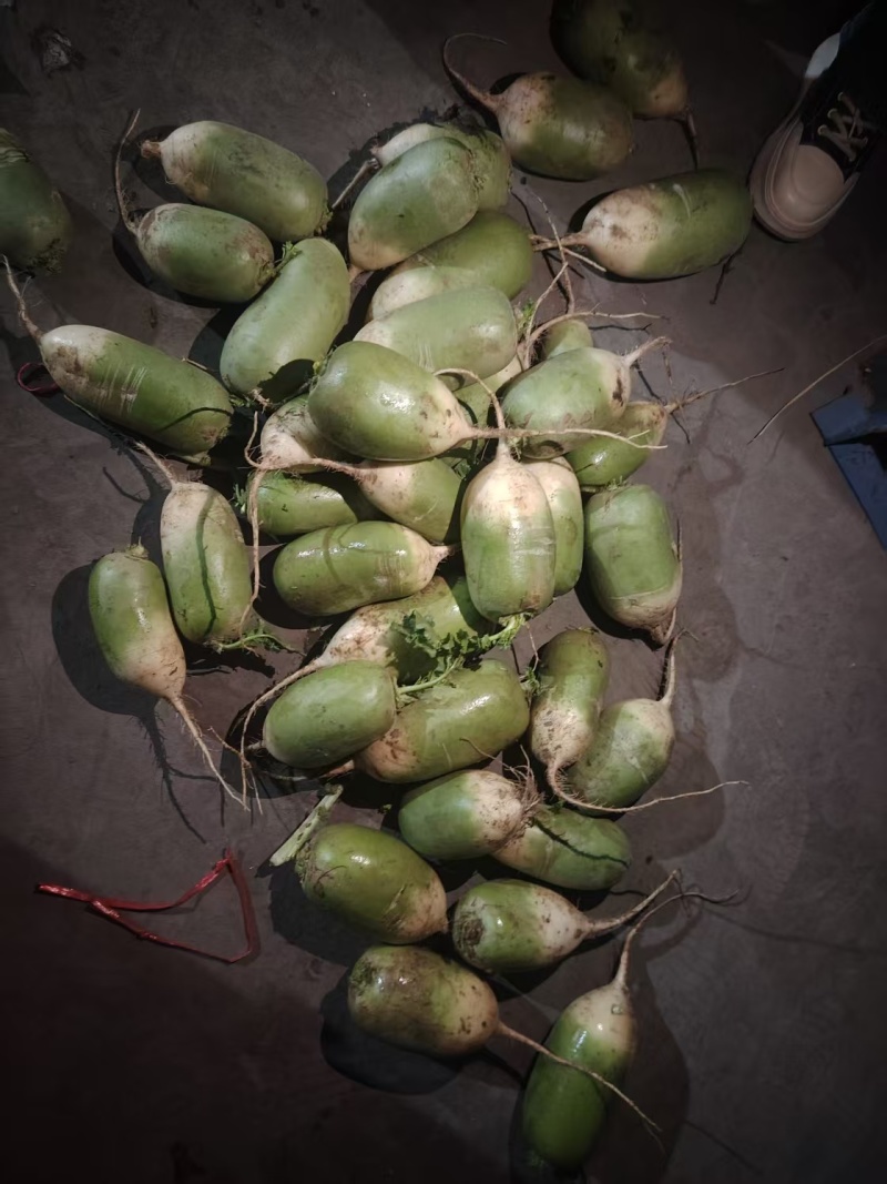 青萝卜青皮萝卜白萝卜养殖场加工厂大量有货