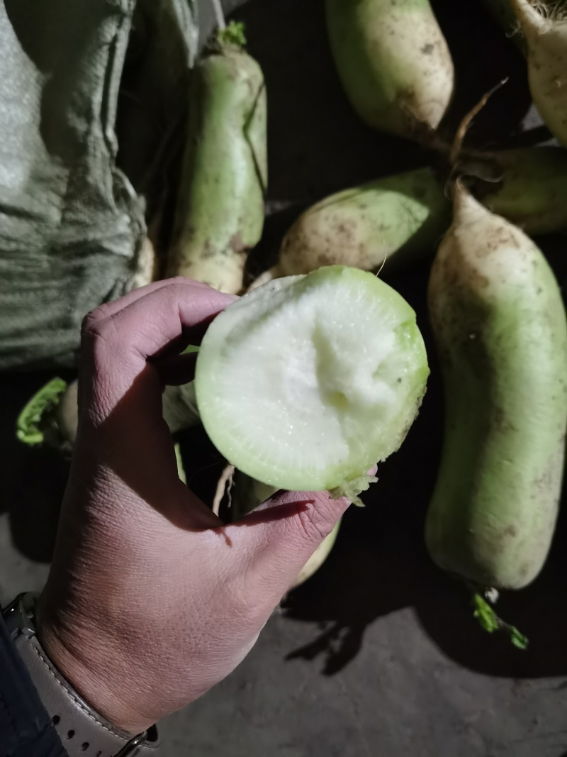 青萝卜青皮萝卜白萝卜养殖场加工厂大量有货
