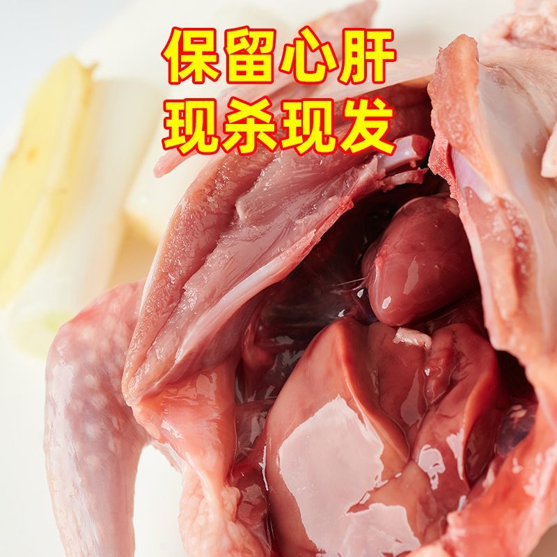农家散养土鸽子，白条鸽子带心肝肺，电商一件代发