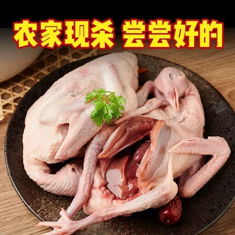 农家散养土鸽子，白条鸽子带心肝肺，电商一件代发