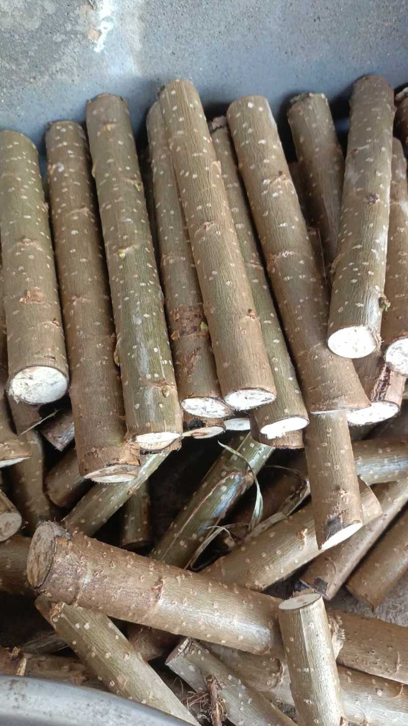 杨树苗、107种条、扦插段-基地直供