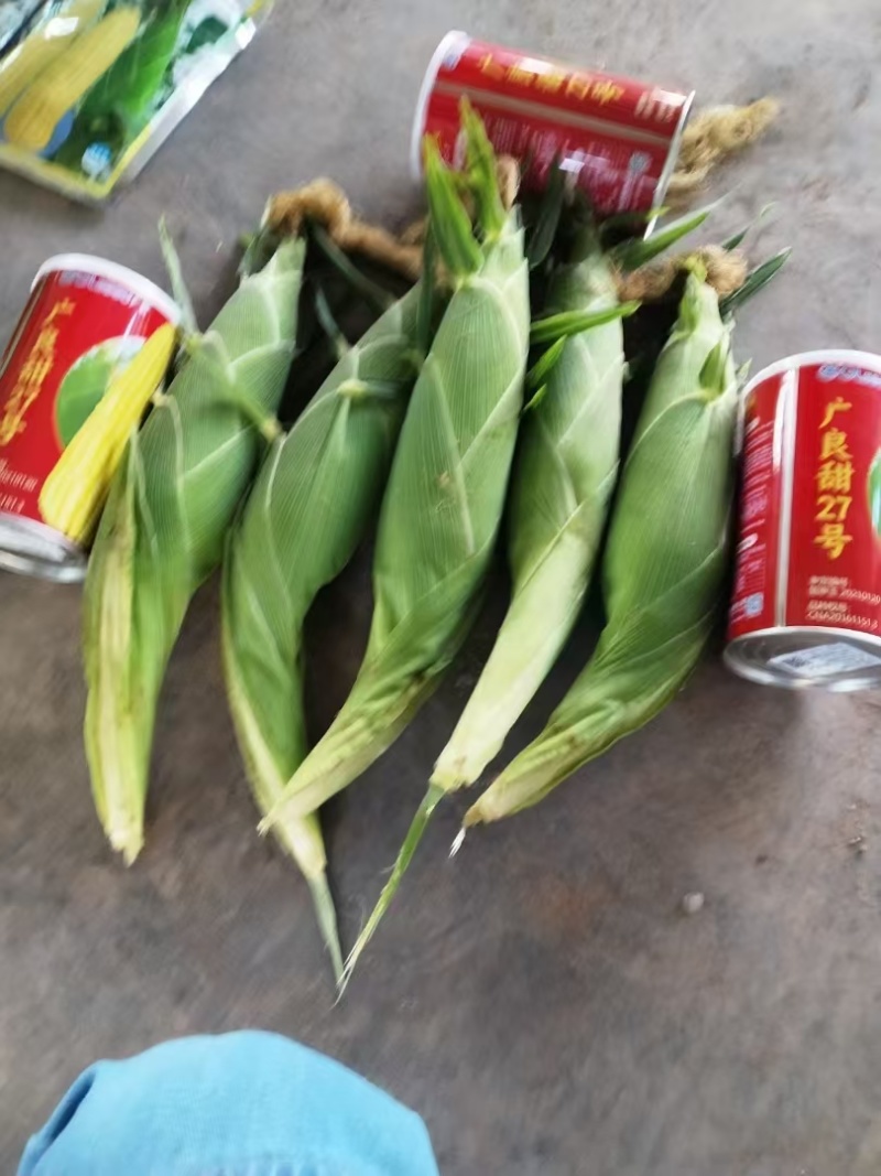 甜玉米水果玉米产地云南楚雄量大品质好