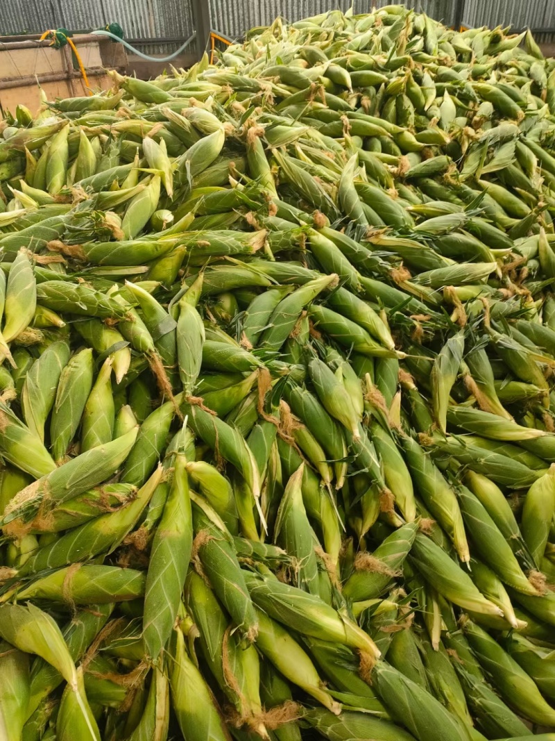 甜玉米水果玉米产地云南楚雄量大品质好