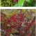 包邮【无糖】大兴安岭野生蔓越莓干***新鲜整颗烘焙原料