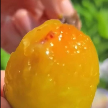 热诚欢迎您走进内蒙古高原尉[蓝]的[西]域[梅]子世界！