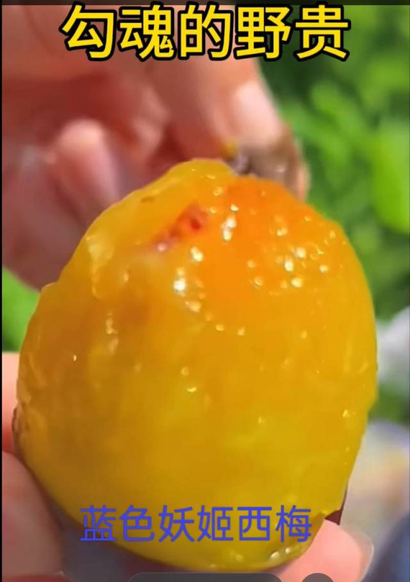 热诚欢迎您走进内蒙古高原尉[蓝]的[西]域[梅]子世界！