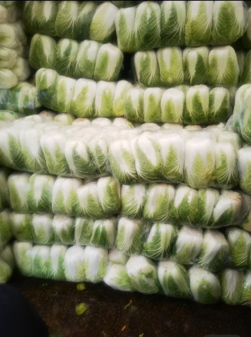 黄心白菜