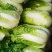 黄心白菜