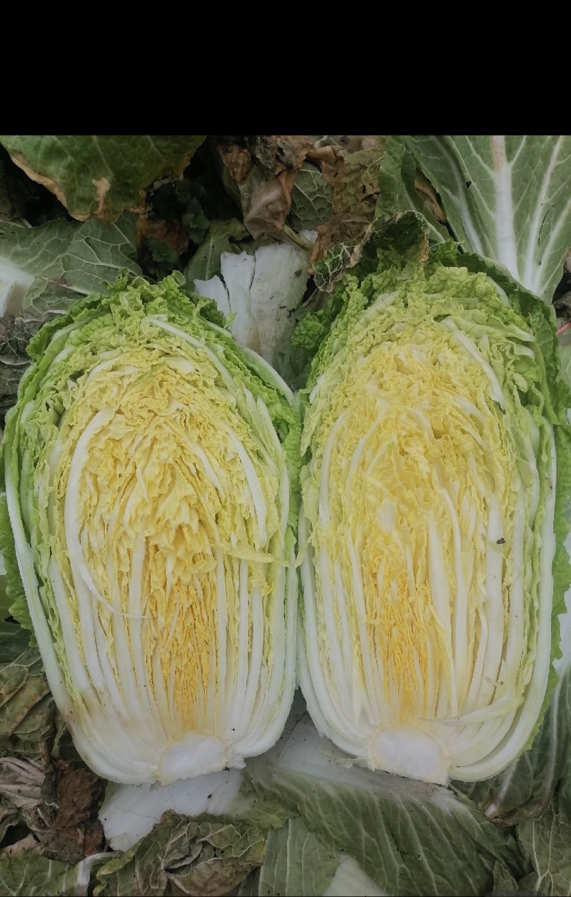 黄心白菜