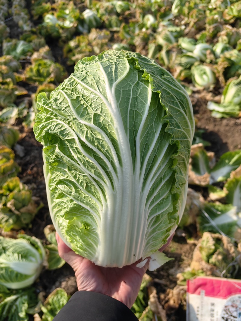 黄心白菜