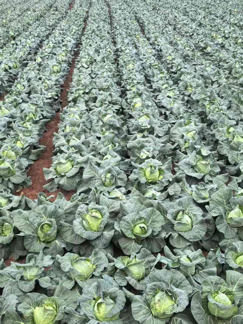 海南临高县牛心甘蓝，高品质基地种植，源头货源，欢迎来订购