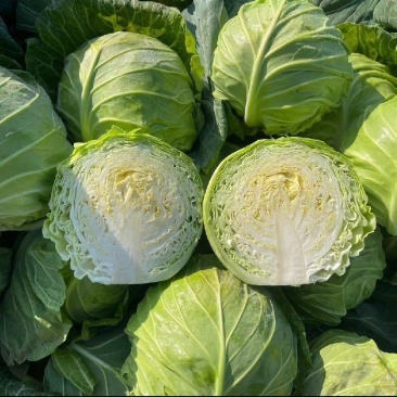 包菜