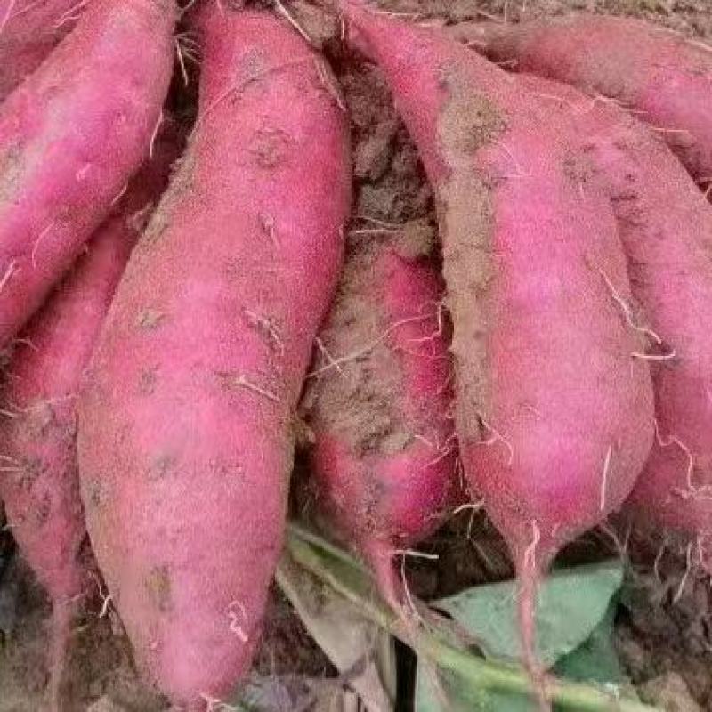 广东湛江西瓜红红薯产地发货一手货源批发品质保证价格美丽