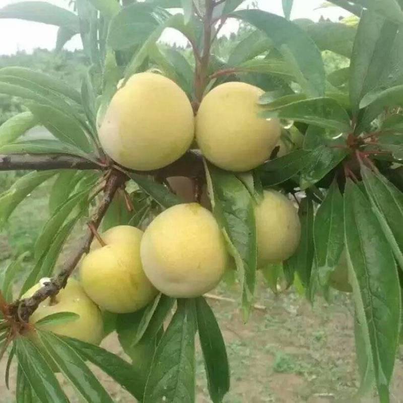 李子苗苗圃基地大量批发嫁接李子苗蜂糖李味帝恐龙蛋
