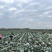 海南高品质牛心甘蓝，冰翠一号，品种好，口感好，基地源头货