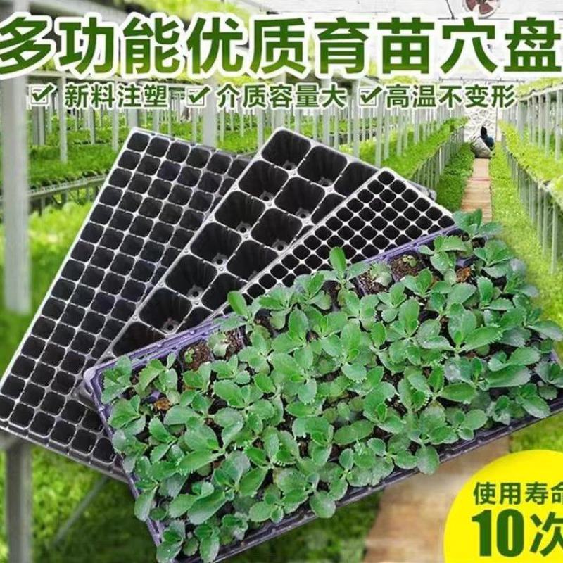 育苗盘穴盘加厚厂家直销草莓辣椒林木育苗盘
