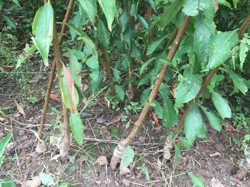 李子苗苗圃基地大量批发嫁接李子苗蜂糖李味帝恐龙蛋