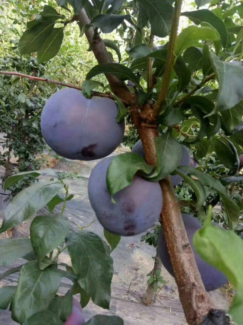李子苗苗圃基地大量批发嫁接李子苗蜂糖李味帝恐龙蛋