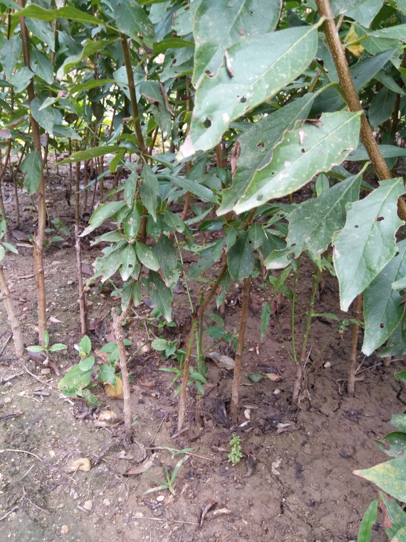 李子苗苗圃基地大量批发嫁接李子苗蜂糖李味帝恐龙蛋