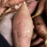 山东红薯板栗树济薯26紫薯货源充足，品质非常好
