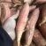 山东红薯板栗树济薯26紫薯货源充足，品质非常好
