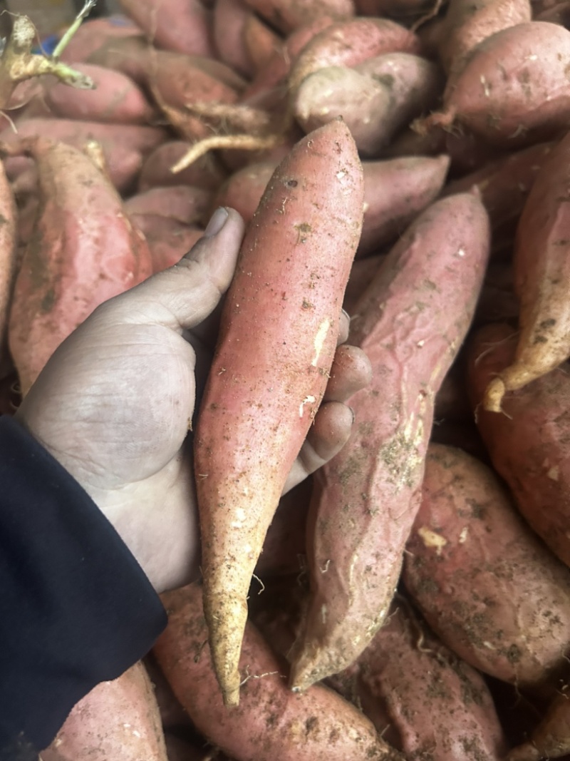 山东红薯板栗树济薯26紫薯货源充足，品质非常好