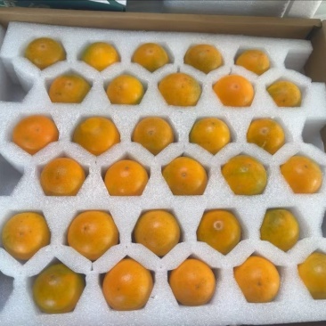 德昌脆蜜金橘5斤特大30克以上